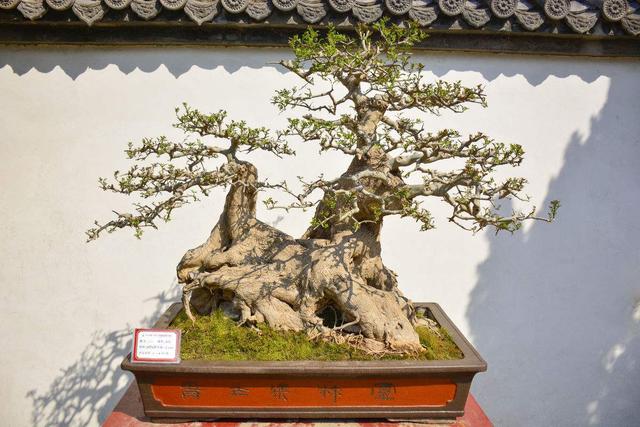 拜仁或将高价求购维拉蒂|od体育下载