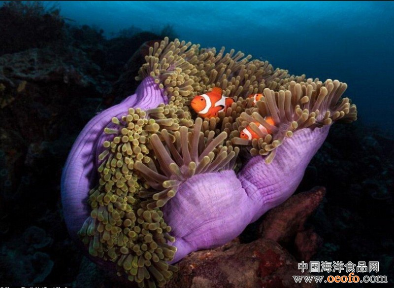 od体育入口